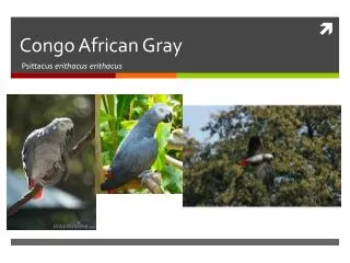 Congo African Gray