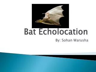 Bat Echolocation