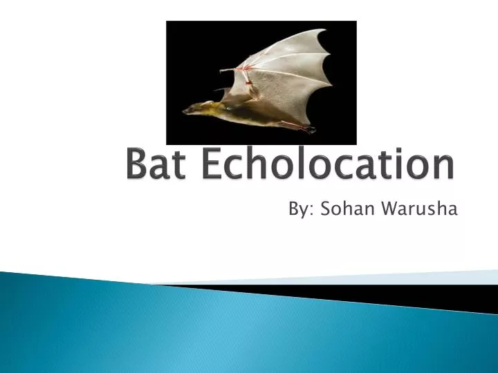bat echolocation