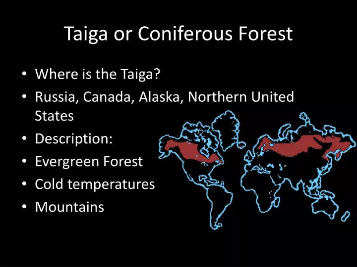 taiga or coniferous forest