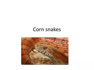 corn snakes
