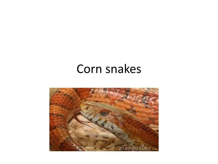 corn snakes