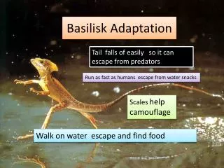 Basilisk Adaptation