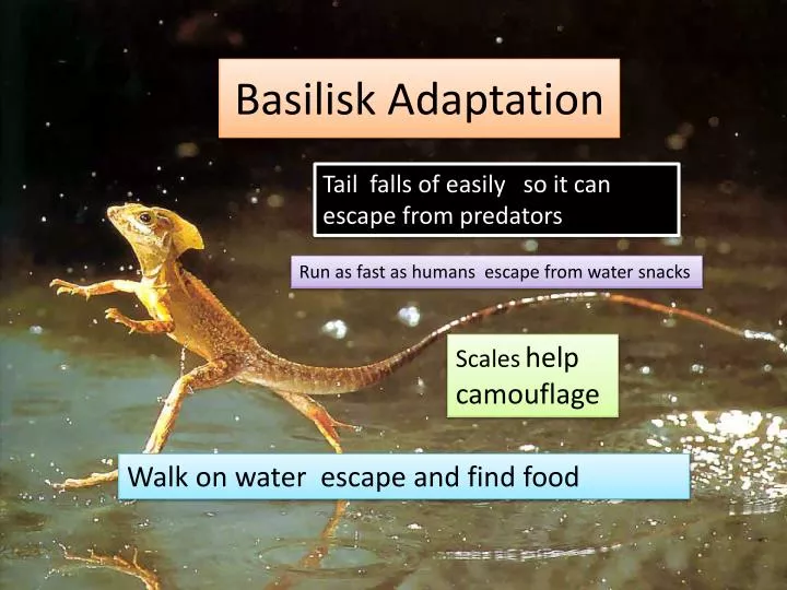 basilisk adaptation