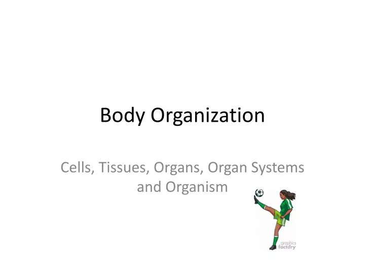 Organization of the Human Body - ppt download