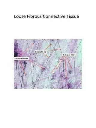 Loose Fibrous Connective Tissue