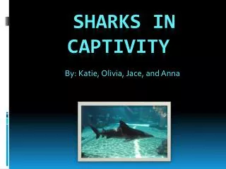 Sharks in captivity