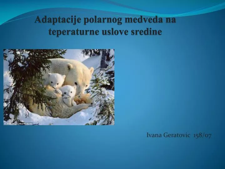 adaptacije polarnog medveda na teperaturne uslove sredine
