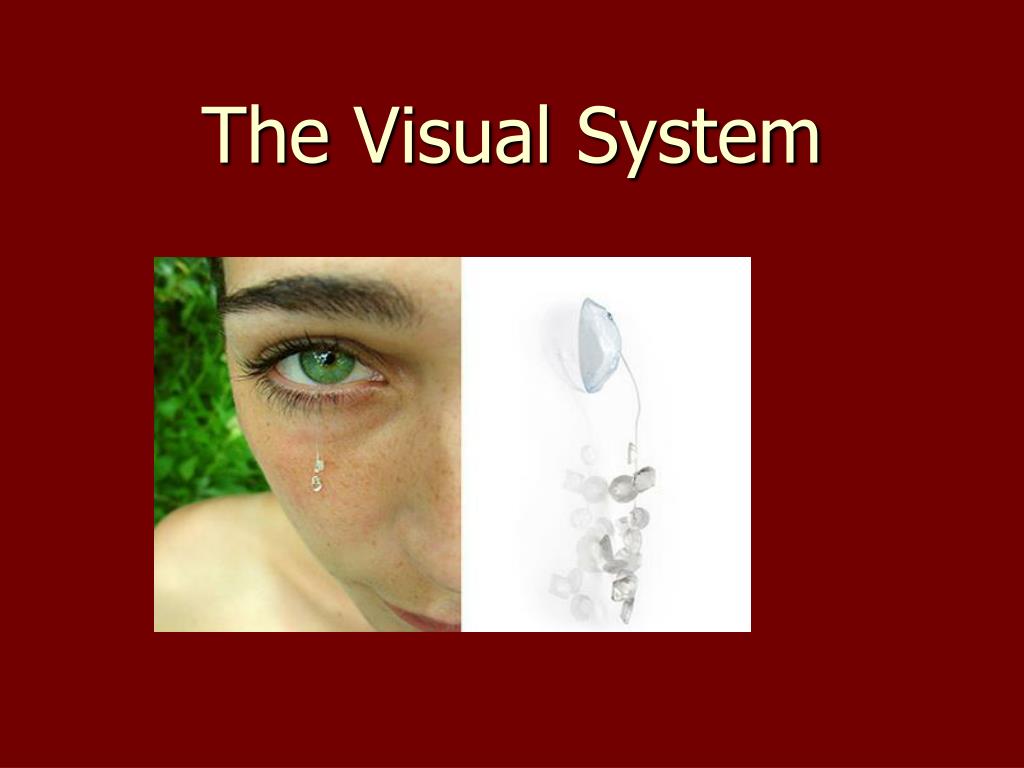 PPT - The Visual System PowerPoint Presentation, free download - ID:2839201
