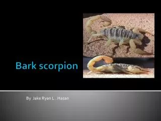 Bark scorpion