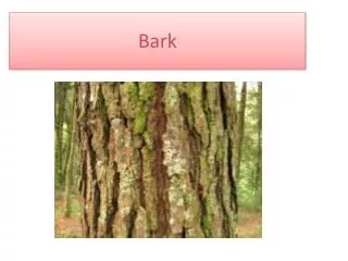 b ark