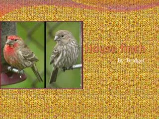 house finch