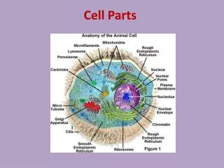 Cell Parts