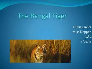 The Bengal Tiger