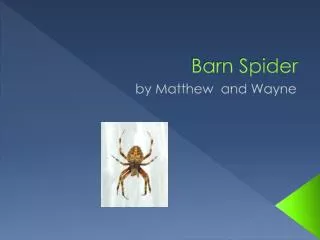 barn spider