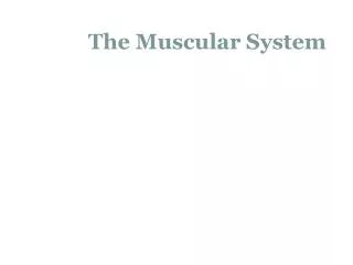 The Muscular System