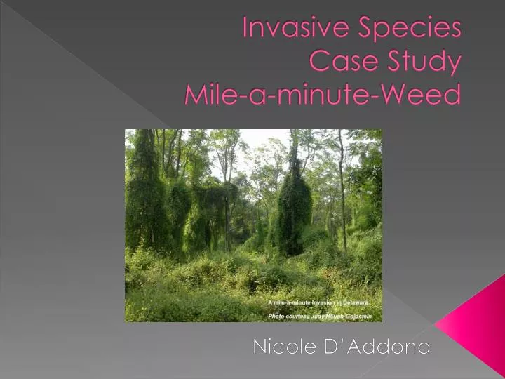 invasive species case study mile a minute weed