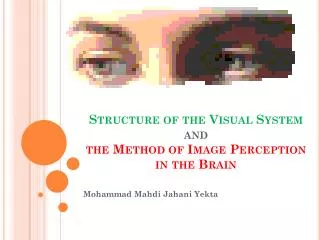 Structure of the Visual System and the Method of Image Perception in the Brain