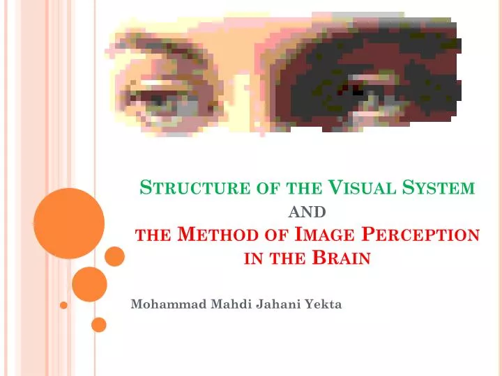 structure of the visual system and the method of image perception in the brain