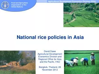 National rice policies in Asia