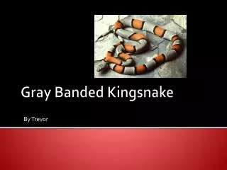 Gray Banded Kingsnake