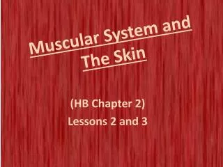muscular system and the skin