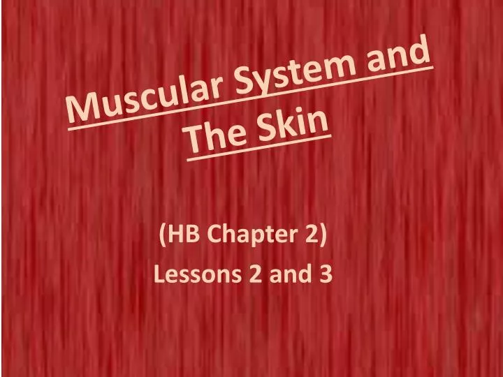 muscular system and the skin