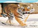 TIGER - slide 1