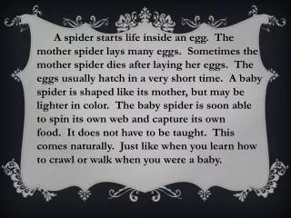 Spider Life Cycle