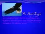 The Bald Eagle - slide 1