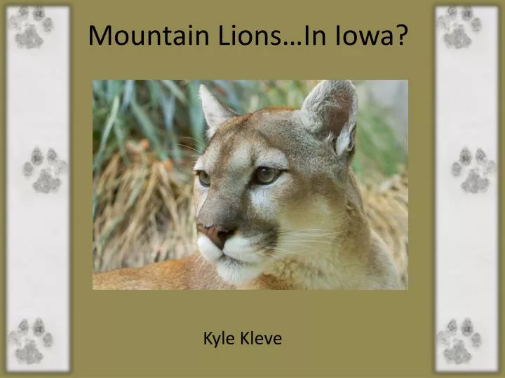 mountain lions in iowa