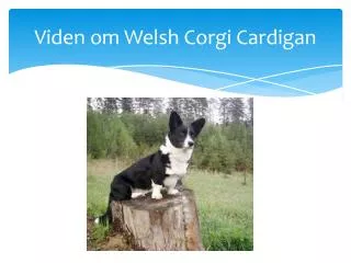 Viden om Welsh Corgi Cardigan
