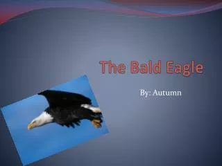 the bald eagle