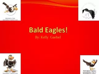 Bald Eagles!