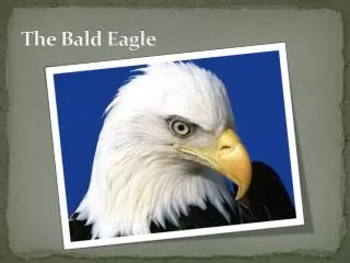 The Bald Eagle