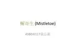 檞寄生 (Mistletoe) - slide 1