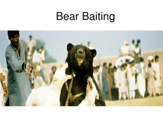 Bear Baiting