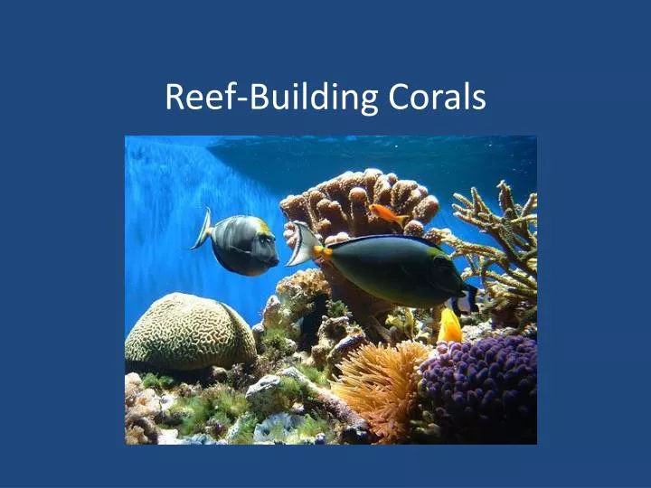 reef building corals
