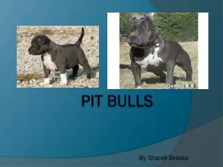 Pit Bulls