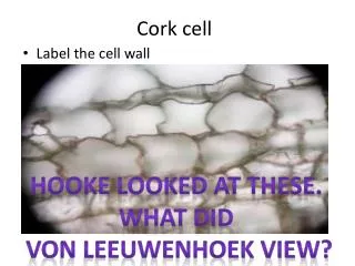 Cork cell