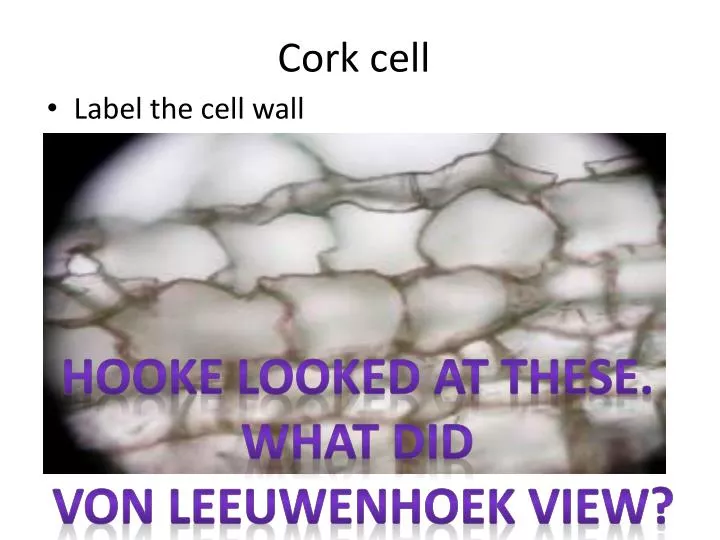 cork cell