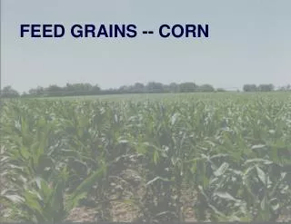 FEED GRAINS -- CORN