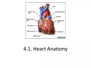 4.1. Heart Anatomy