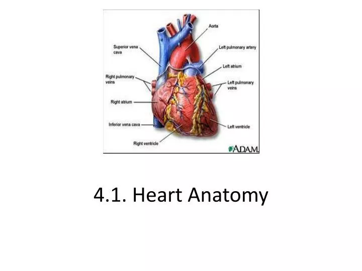 4 1 heart anatomy