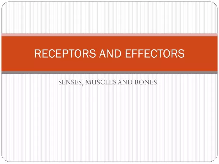 receptors and effectors