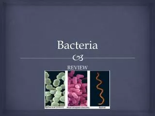 bacteria