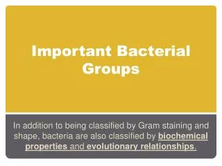 Important Bacterial Groups