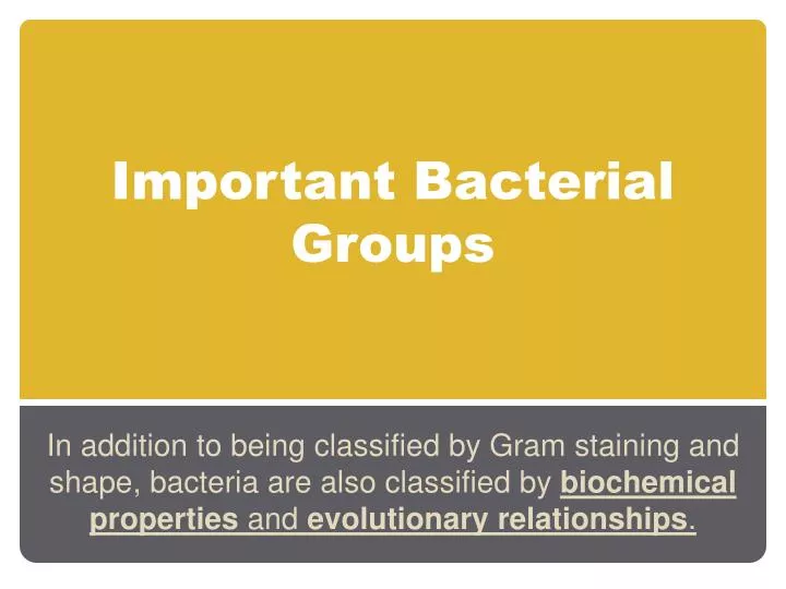 important bacterial groups