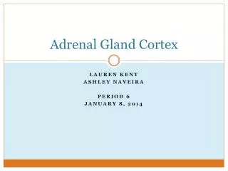 Adrenal Gland Cortex