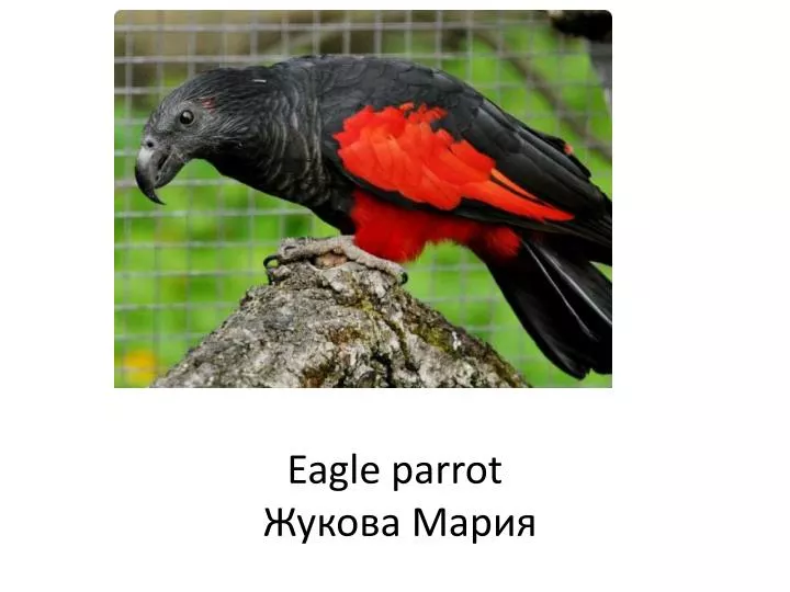 eagle parrot